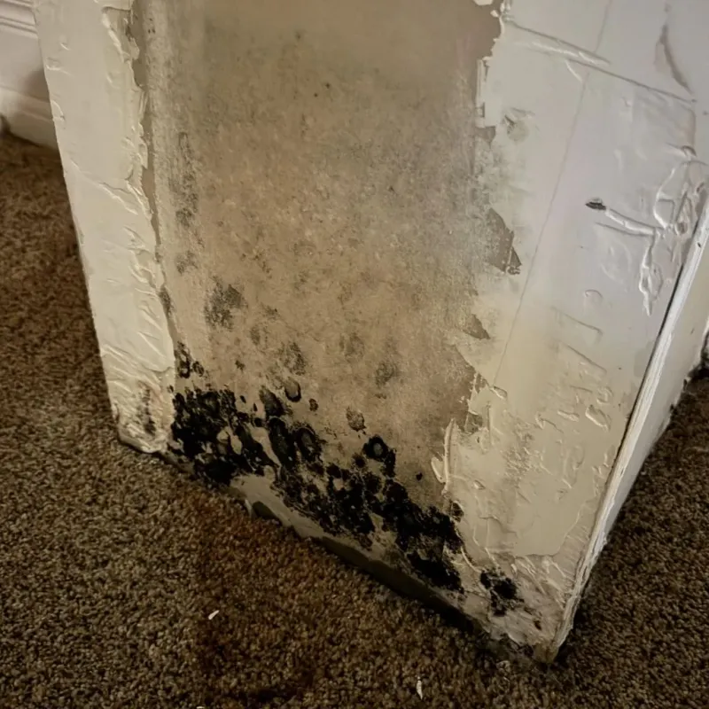 Professional Mold Removal in Washington County, AL